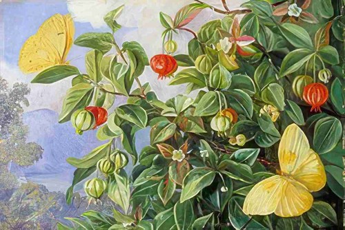 Marianne north foliage flowers - north,