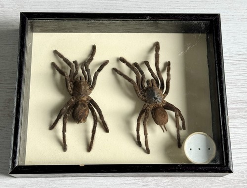 Framed tarantula spider - tarantula,