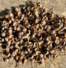 100 Dried Acorn Caps From English Oak Trees For Potpourri or Arts & Crafs