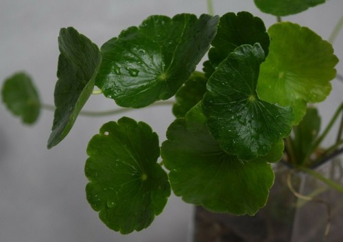 Water gotu kola hydrocotyle - water,
