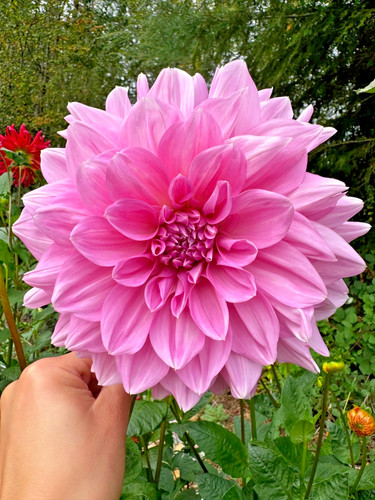 Cafe lait rose dahlia - cafe,