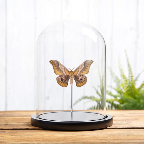 Japanese giant silkworm moth - japanese,