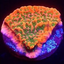 M.O.C. TROPIC THUNDER MONTIPORA  FRAG-SPS/ FRAG/CORAL/MARINE