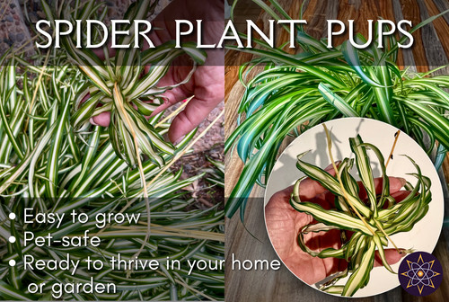 Spider plant pups - spider,