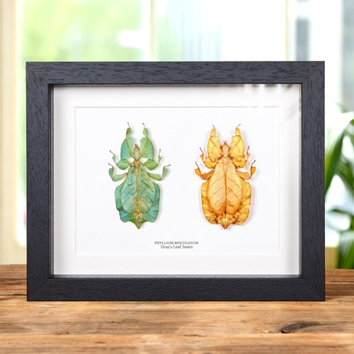 Gray leaf insect green - gray's,