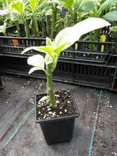 Brugmansia Variegata