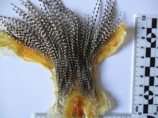 whitings and metz midge