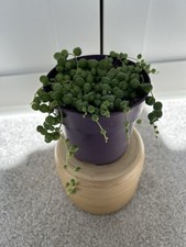 Senecio Rowleyanus String of