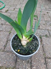 Iris Germanica Madeira Belle