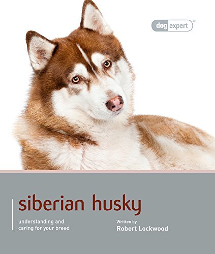 Siberian husky dog expert by - husky,