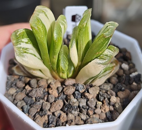 Haworthia truncata green jade - haworthia,