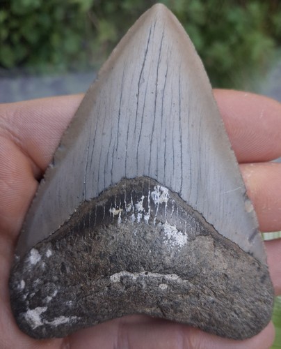 Megalodon tooth 81 inches - -,