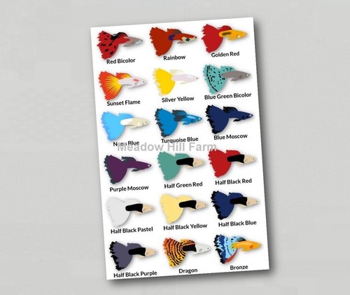 Fridge magnet tropical - fridge,