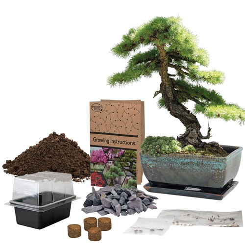 Bonsai seeds grow your - your, own