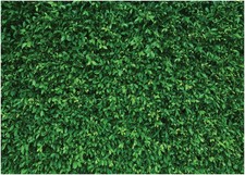 LYWYGG 7x5FT Green Leaves Photography Backdrop Jungle Backdrop Clear Color Fold