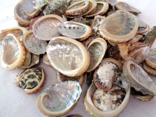 Abalone varia sea - varia,