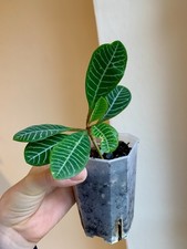 Rare Well established