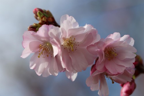Prunus accolade cherry - prunus,