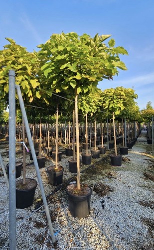 Patio tree large catalpa - patio,