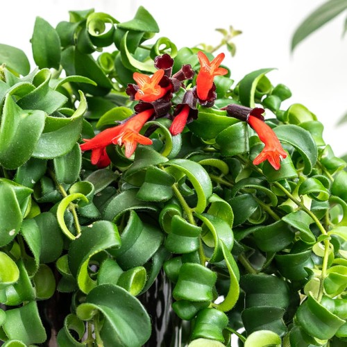 Aeschynanthus rasta curly - aeschynanthus,