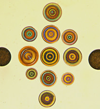 ANTIQUE   Wm. GATRELL Diatom  MICROSCOPE SLIDE,  ARRANGED GROUP ACTINOCYCLUS