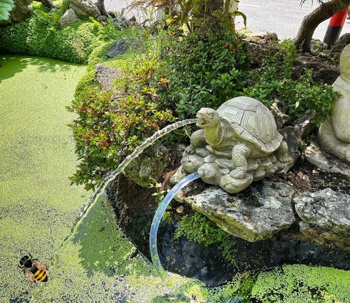 Pond spitter turtle tortoise - pond,
