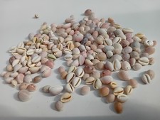 200 Pink / White Cowrie Shells
