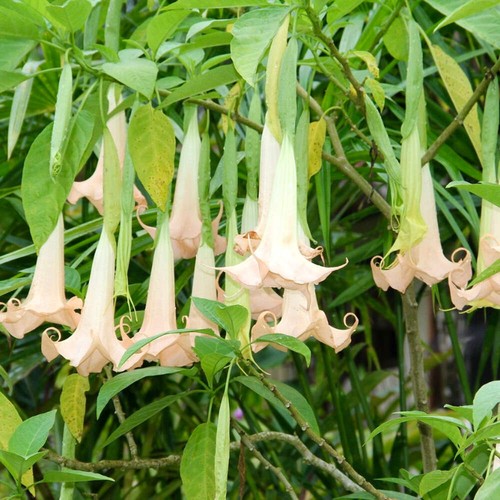 Brugmansia arborea 70cm - brugmansia, 30-70cm