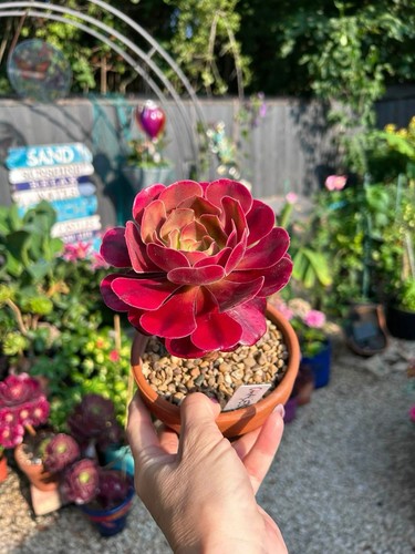 Aeonium chanel cornish - ‘chanel’, (cornish