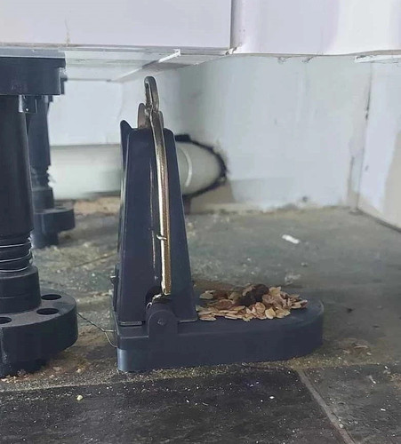 Black cat rat - cat, trap