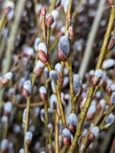 Pussy willow cuttings - pussy,