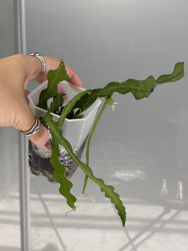Epiphyllum anguliger zig zag - epiphyllum,