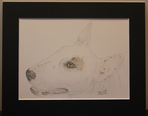English bull terrier original - bull,