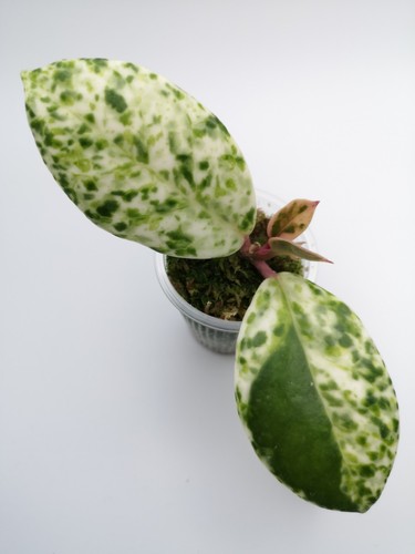 Hoya carnosa madara - carnosa,