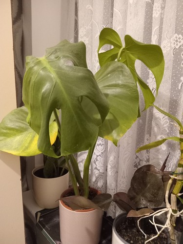 Monstera deliciosa swiss - deliciosa,