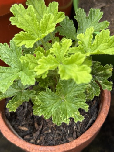 Pelargonium lemon scented - scented,