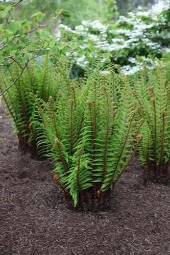 Alpine wood fern dryopteris - alpine,