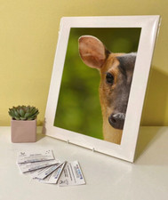 Art Print Image Picture Photo Photography - Muntjac Deer Buck Doe Animal