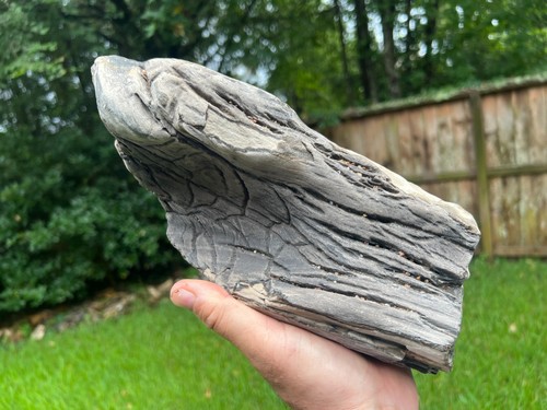 Texas petrified wood - texas,