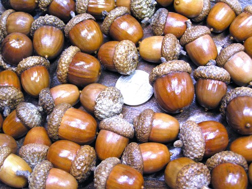 Dried acorns with caps for - acorns,