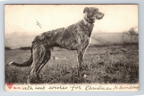 Animals dog irish wolfhound - irish,
