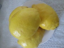 15  FRESH LEMON TREE SEEDS