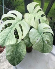 80001794 Monstera adansonii 'Mint' Greenplants 2 Seeds Seeds