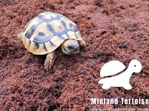 Tortoise substrate bedding - /,