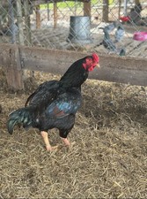 12 Pure DARK CORNISH INDIAN