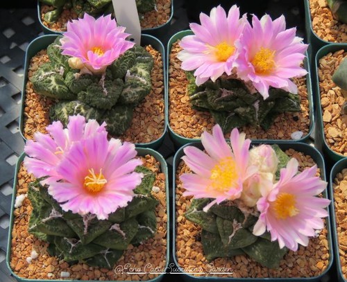 Seed ariocarpus hybrid - ariocarpus,
