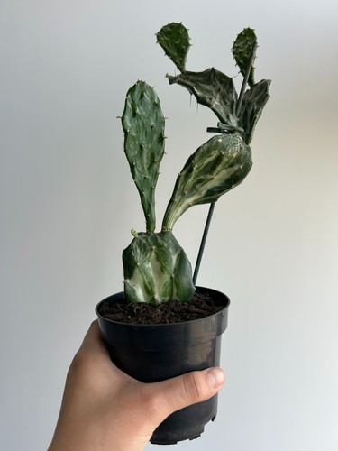 Joseph coat cactus - coat,