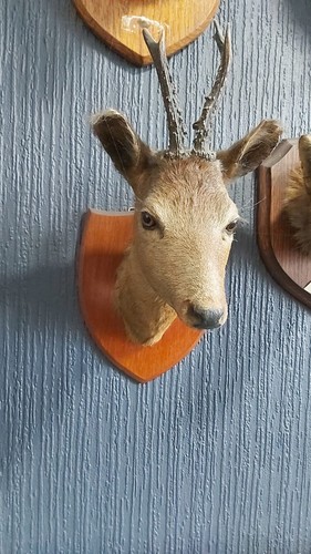 Beautiful vintage taxidermy - vintage,