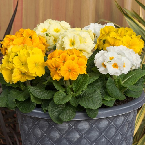 Polyanthus spring fever - polyanthus,