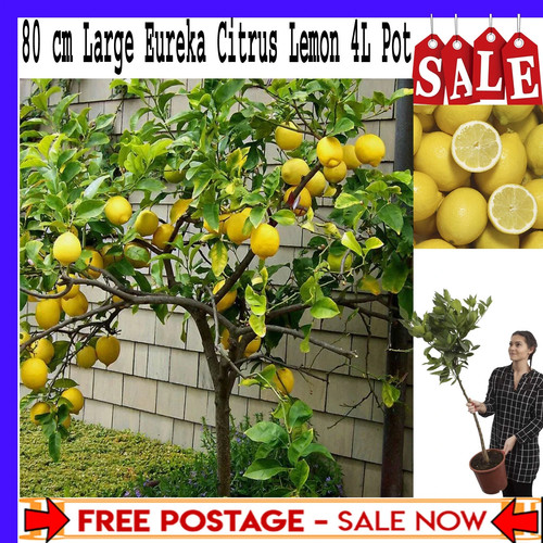 Large fully mature - large,